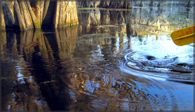 Caddo Lake canoe cruise